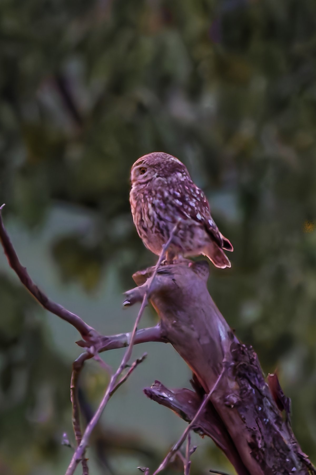 Qui a récemment observé une chouette effraie ou un hibou moyen-duc?